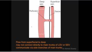 peripheral venous system duplex perforating veins anatomy Dr Ahmed Esawy [upl. by Niotna]