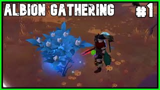 Albion Online Gathering  1mil a day 1 [upl. by Yramliw808]