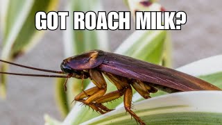 Roach Milk is REAL  The Wild World of Creature Milk  Radiolab x Terrestrials Podcast [upl. by Aryas]