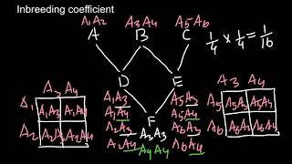 Inbreeding Coefficient explained  3 [upl. by Vincelette]