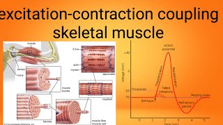 mucle excitation contraction couplingphysiology lecture 7 [upl. by Eirrod]