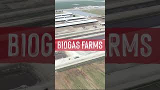 Could Factory Farms Become Biogas Farms [upl. by Ennahgem207]