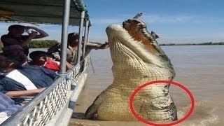 20 Abnormally Large Animals That Actually Exist [upl. by Erde]