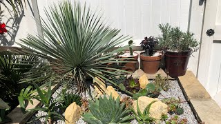 UK Tropical Garden Arid Border With Plant Names [upl. by Aggappora]