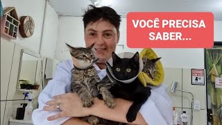 TUDO QUE VOCÊ PRECISA SABER SOBRE TER UM GATO [upl. by Ramoh]