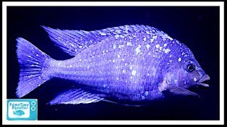 Star Sapphire Cichlid Care and Breeding A Big Beautiful Fish [upl. by Otanutrof]