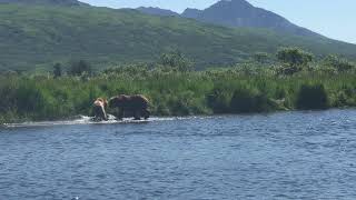 Feisty Bears  Kodiak Alaska [upl. by Fredia]