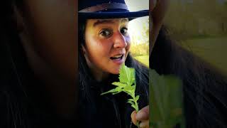 How to ID Goosefoot or Lambs Quarters foraging plantmedicine bushcraft survival [upl. by Cartie]