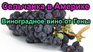 Сельчанка в АмерикеВиноградное вино от Гены [upl. by Assyla]