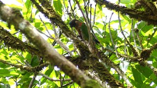 Painted Parakeet Pyrrhura picta picta French Guiana [upl. by Shea]