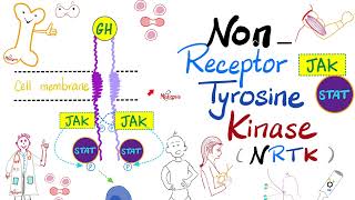 JAKSTAT Pathway — Nonreceptor Tyrosine Kinase NRTK  Cell Signaling  Endocrinology Playlist [upl. by O'Meara]