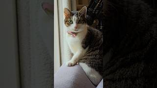 GOOD MORNING TO THE CUTIE PIE 🐱🩷 cat cats catvideos catshorts [upl. by Ransell]