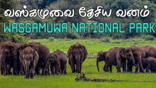 Wasgamuwa National Park  இலங்கை வாழ் உயிரினங்களின் சொர்க்கம்  Sri Lanka Tourism [upl. by Pincas210]