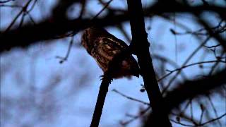 eastern screech owl at night [upl. by Lelah232]