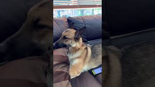 GSD ‘Making some noise’ germanshepherd viral shorts cute animals dog howling wolf [upl. by Cordeelia310]