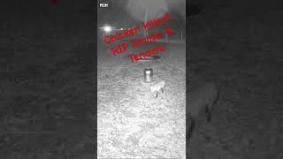 A fox killed two of our chickens last night we caught it on camera ￼ [upl. by Gnaoh]