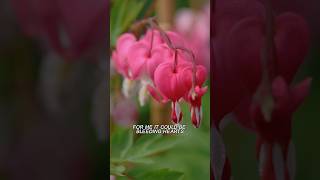 The common names for Dicentra Wish you had more of these in your garden plants garden [upl. by Venn542]