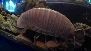 Deep sea Isopod Bathynomus doerderleinii 2 [upl. by Aiceila636]