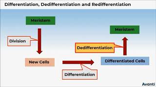 2 11B152 CV1 Differentiation Dedifferentiation and Redifferentiation [upl. by Lani]