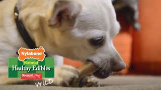 Healthy Edibles by Nylabone  give your dog what he wants to chew [upl. by Unni]