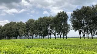 James Finlay Kericho Kenya Tea Farm Estate Plantation Factory [upl. by Haas]