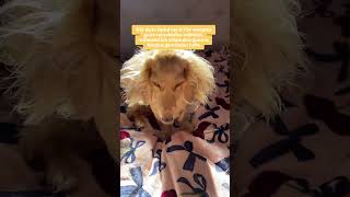 Einer muss ja Geld für die Leckerlis verdienen💸 hundevideos hundeliebe hundeaufinstagram [upl. by Ruhtracam]