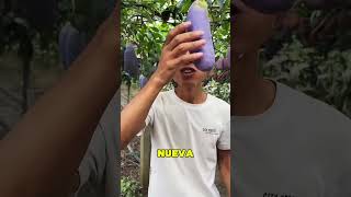 La Nueva Fruta China Se Parece A La Berenjena 😱🍆 [upl. by Warren]