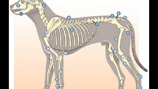 Anatomía Animal  Osteologia Introduccion 01 [upl. by Neimad]