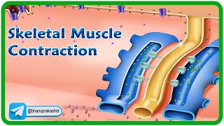 Skeletal Muscle Contraction and Relaxation Physiology Animation  Excitation Contraction Coupling 💪 [upl. by Reviere341]