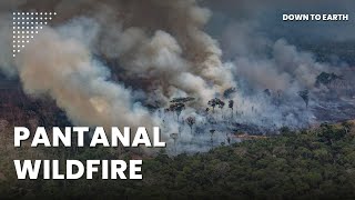 Why is Brazil’s Pantanal breaking wildfire records [upl. by Adahs]