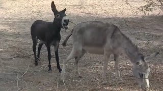 Donkeys in wild Explained  Donkey Mating in desert forest  Animals cross mating wildlife [upl. by Eugene]