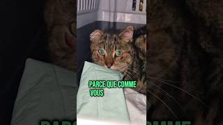 Oreille fripée et tombante chez le chat  chats santé shortswithzita [upl. by Sigismund233]