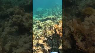 Testing Yamaha seascooter  Flying over 2 lionfish in Paphos Cyprus freediving [upl. by Ladin894]