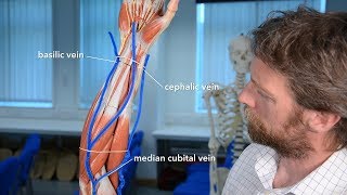 Veins of the upper limb [upl. by Oeht]