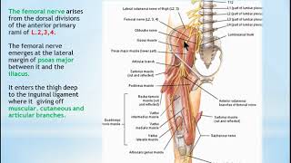 10 Femoral nerve [upl. by Ellard]