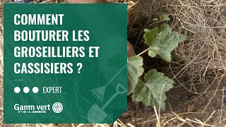 TUTO Comment bouturer les groseilliers et cassissiers  – Jardinerie Gamm vert [upl. by Nari]