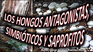 LOS HONGOS ANTAGONISTAS SIMBIÓTICOS Y SAPROFITOS [upl. by Puklich966]