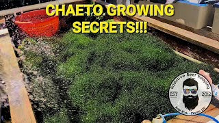 Chaeto Growing Secrets for the Aquarium Hobbyist JK [upl. by Oirottiv]