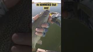 He HAMMERED that one fishing troutfishing rainbowtrout [upl. by Myrtie]