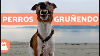 Perros gruñendo  Growling dogs [upl. by Akinyt65]