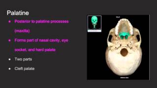 Bone Markings of Mandible and Palatine Bones [upl. by Jaddo]