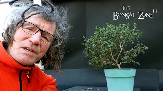 First Pruning of a New Coastal Tea Tree The Bonsai Zone Feb 2024 [upl. by Alihet]