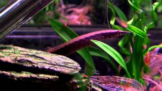 10 Gallon  Halfbanded Spiny Eel 2 [upl. by Niessuh]