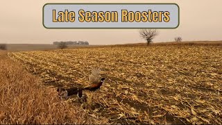 Late Season Pheasants 2024 [upl. by Oralee]