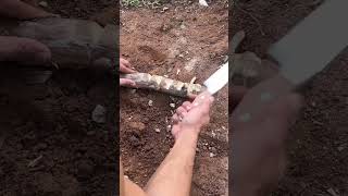 how to attract earthworms lets testfelipegandin lifehack test tips dicas ciencias [upl. by Adnoloy208]