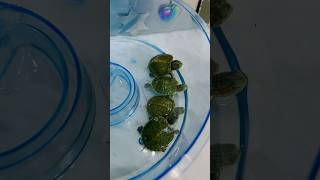 Tortuguitas bebes 😍 shorts viral video [upl. by Yetti374]