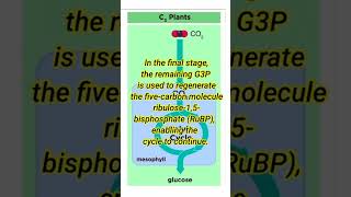 C3 photosynthesis biology infoofscience [upl. by Steve552]