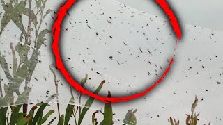 Swarms of Spiders Invade Southern Australia Amid Heavy Rains [upl. by Sokairyk]