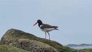 Oystercatcher birds Brighton Beach Brooklyn New York July 2024 [upl. by Johen925]