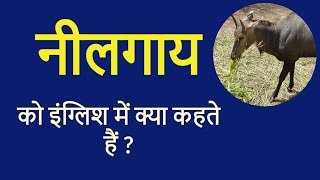 नील गाय को इंग्लिश में क्या कहते हैं  nilgai ko english mein kya kahate hain  million word channel [upl. by Lewak]